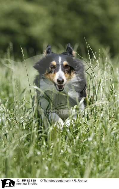 rennender Sheltie / running Sheltie / RR-83810