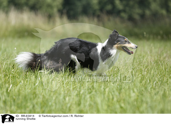 rennender Sheltie / running Sheltie / RR-83814