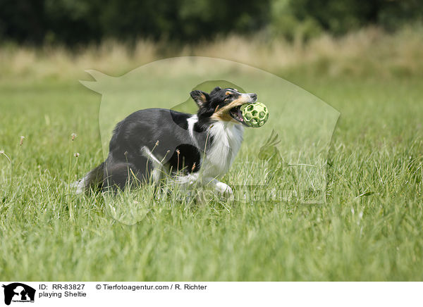 spielender Sheltie / playing Sheltie / RR-83827