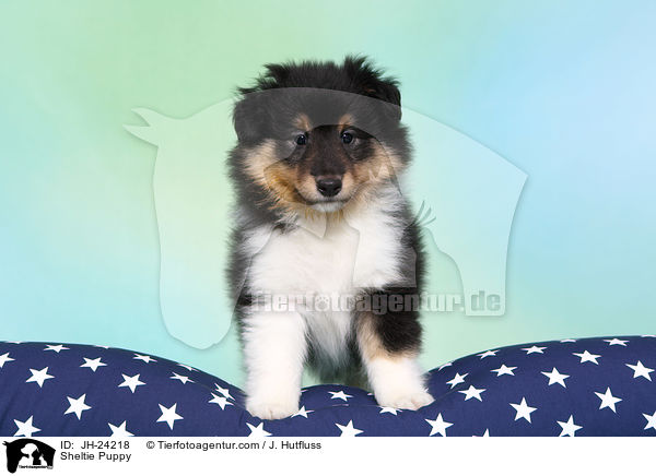 Sheltie Welpe / Sheltie Puppy / JH-24218