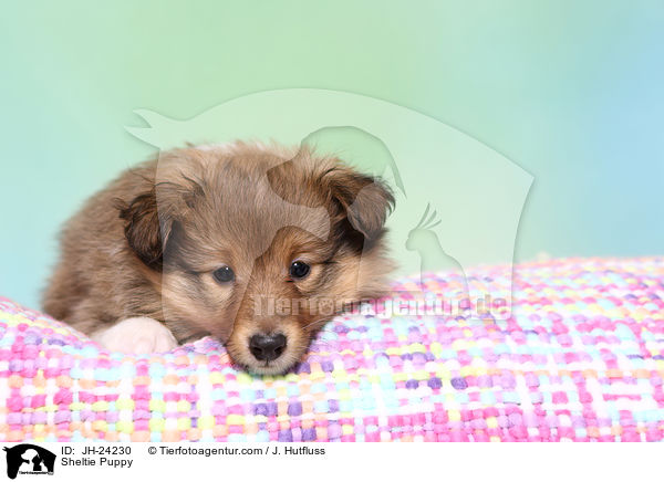 Sheltie Welpe / Sheltie Puppy / JH-24230