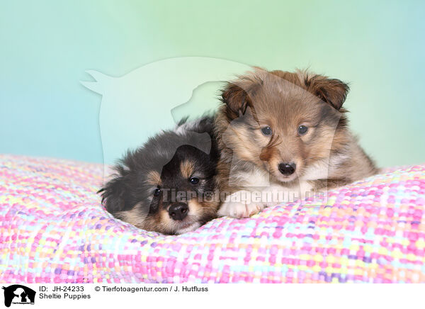 Sheltie Welpen / Sheltie Puppies / JH-24233