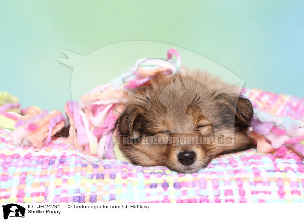 Sheltie Welpe / Sheltie Puppy / JH-24234