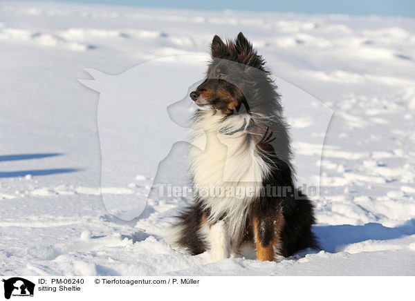 sitzender Sheltie / sitting Sheltie / PM-06240