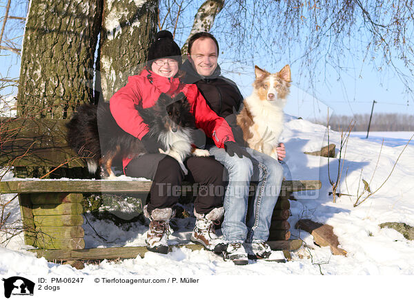 2 Hunde / 2 dogs / PM-06247