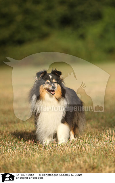 Sheltie / Shetland Sheepdog / KL-18655