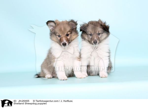 Shetland Sheepdog Welpen / Shetland Sheepdog puppies / JH-26465