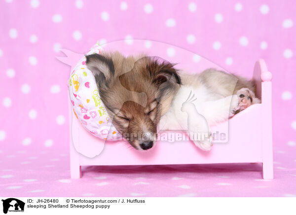 schlafender Sheltie Welpe / sleeping Shetland Sheepdog puppy / JH-26480