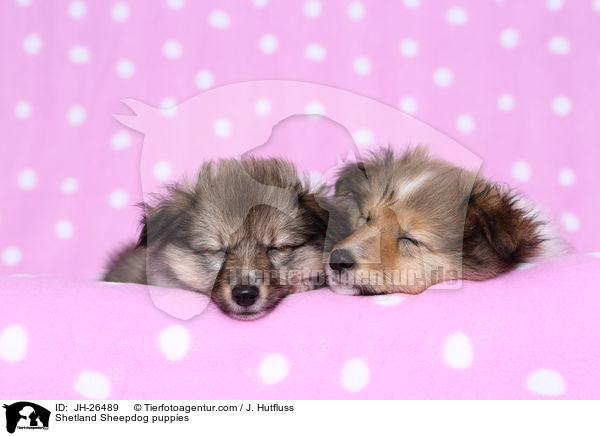 Shetland Sheepdog Welpen / Shetland Sheepdog puppies / JH-26489