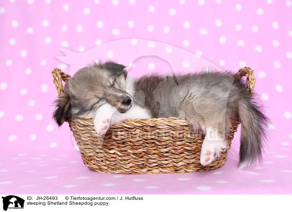 schlafender Sheltie Welpe / sleeping Shetland Sheepdog puppy / JH-26493