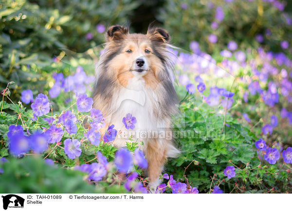 Sheltie / Sheltie / TAH-01089