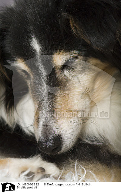 Sheltie Portrait / Sheltie portrait / HBO-02932