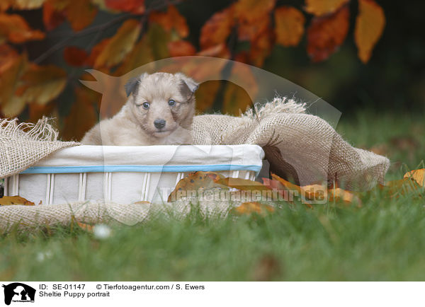 Sheltie Welpe Portrait / Sheltie Puppy portrait / SE-01147