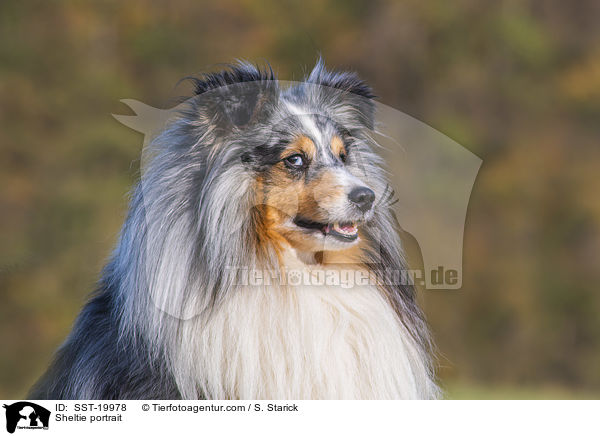 Sheltie Portrait / Sheltie portrait / SST-19978