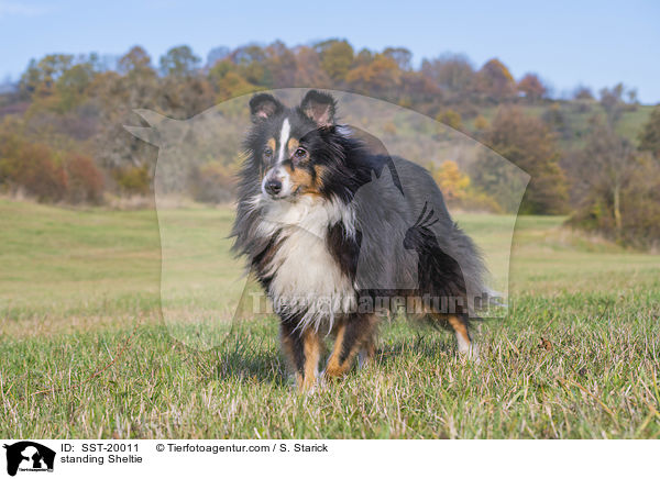 stehender Sheltie / standing Sheltie / SST-20011