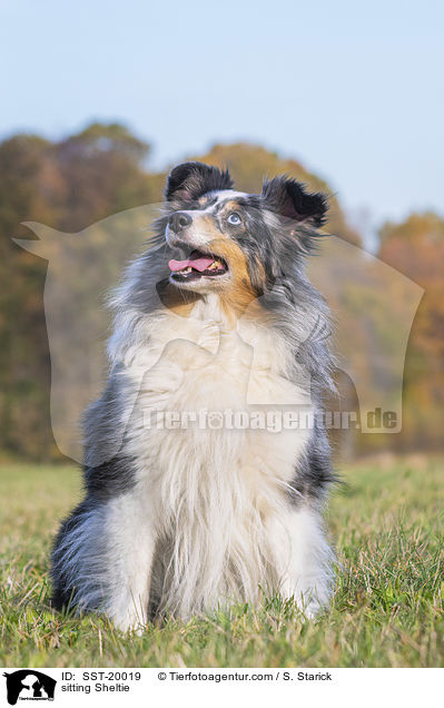 sitzender Sheltie / sitting Sheltie / SST-20019