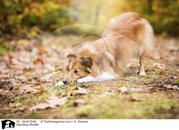 stehender Sheltie / standing Sheltie / AH-01548