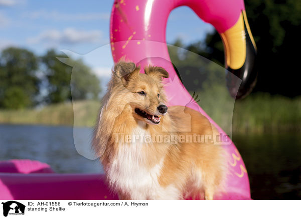 stehender Sheltie / standing Sheltie / AH-01556