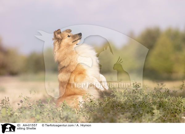 sitzender Sheltie / sitting Sheltie / AH-01557