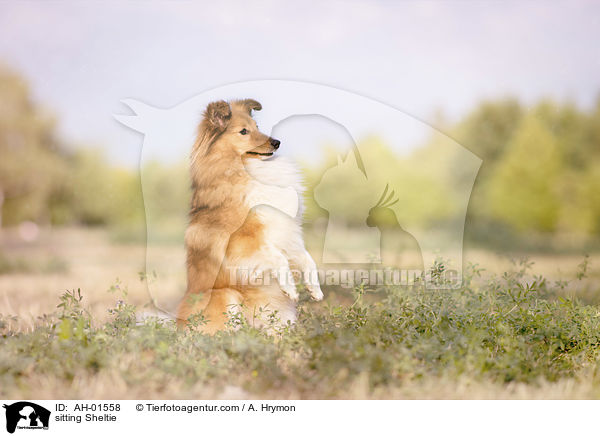 sitzender Sheltie / sitting Sheltie / AH-01558