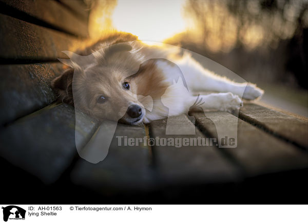 liegender Sheltie / lying Sheltie / AH-01563