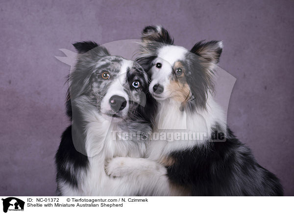 Sheltie mit Miniature Australian Shepherd / Sheltie with Miniature Australian Shepherd / NC-01372