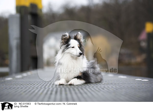 liegender Sheltie / lying Sheltie / NC-01563