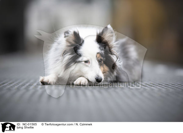 liegender Sheltie / lying Sheltie / NC-01565