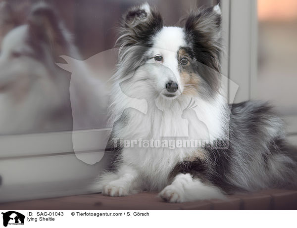 liegender Sheltie / lying Sheltie / SAG-01043