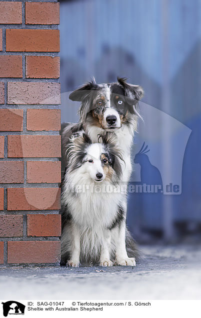 Sheltie mit Australian Shepherd / Sheltie with Australian Shepherd / SAG-01047