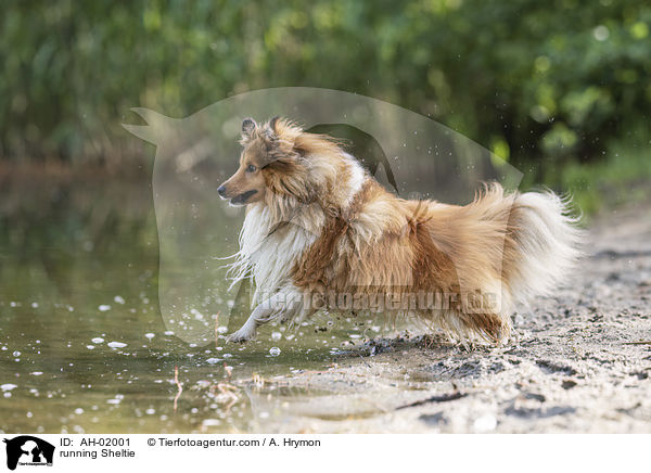 rennender Sheltie / running Sheltie / AH-02001