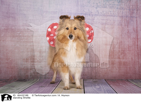 stehender Sheltie / standing Sheltie / AH-02186