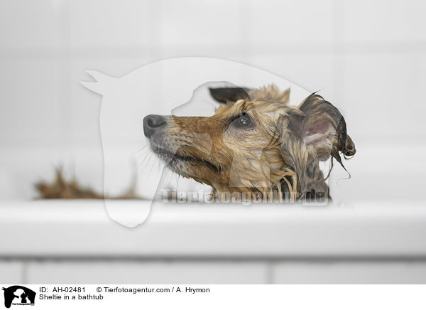 Sheltie in einer Badewanne / Sheltie in a bathtub / AH-02481