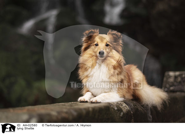 liegender Sheltie / lying Sheltie / AH-02580