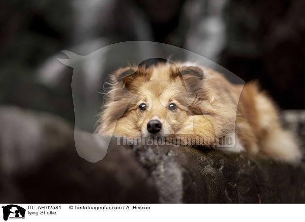 liegender Sheltie / lying Sheltie / AH-02581