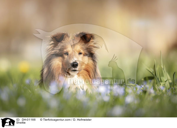 Sheltie / Sheltie / DH-01166