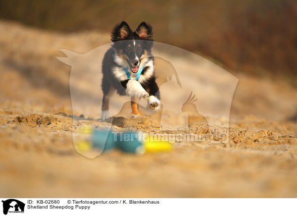 Sheltie Welpe / Shetland Sheepdog Puppy / KB-02680
