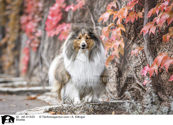 Sheltie / Sheltie / AE-01525