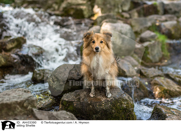 sitzender Sheltie / sitting Sheltie / AH-03390