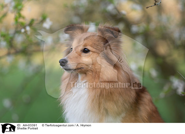 Sheltie Portrait / Sheltie Portrait / AH-03391