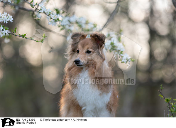 Sheltie Portrait / Sheltie Portrait / AH-03393