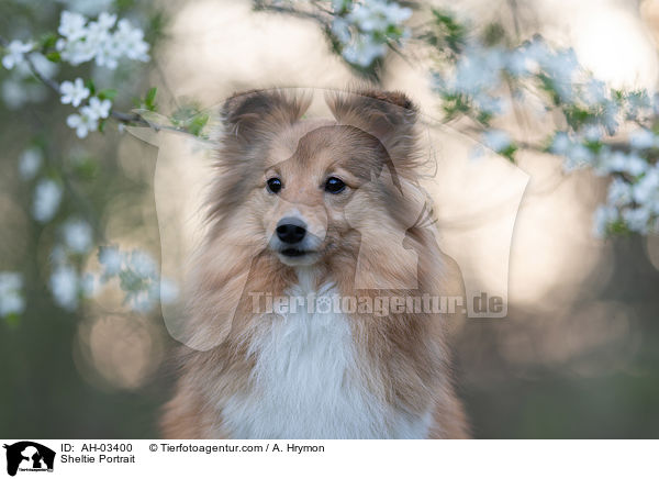 Sheltie Portrait / Sheltie Portrait / AH-03400