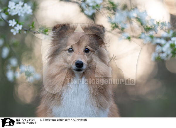 Sheltie Portrait / Sheltie Portrait / AH-03401