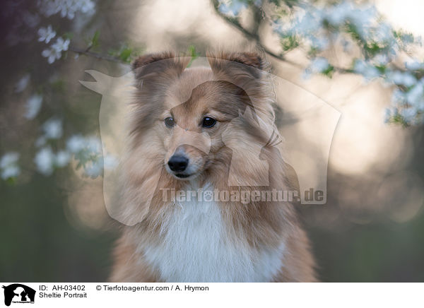 Sheltie Portrait / Sheltie Portrait / AH-03402