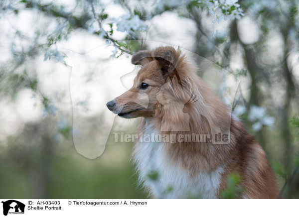 Sheltie Portrait / Sheltie Portrait / AH-03403