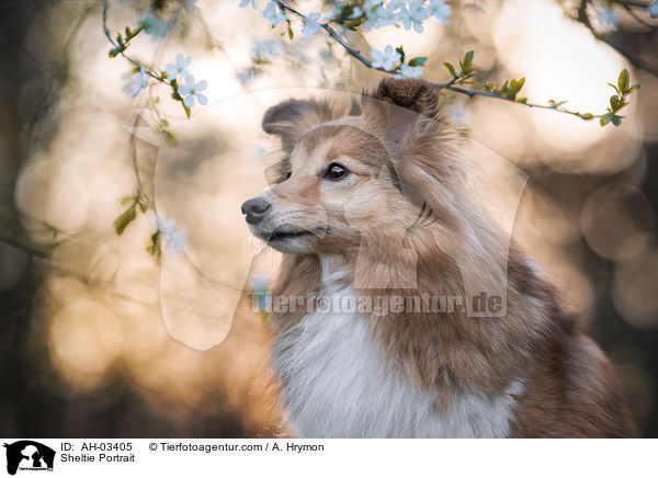 Sheltie Portrait / Sheltie Portrait / AH-03405