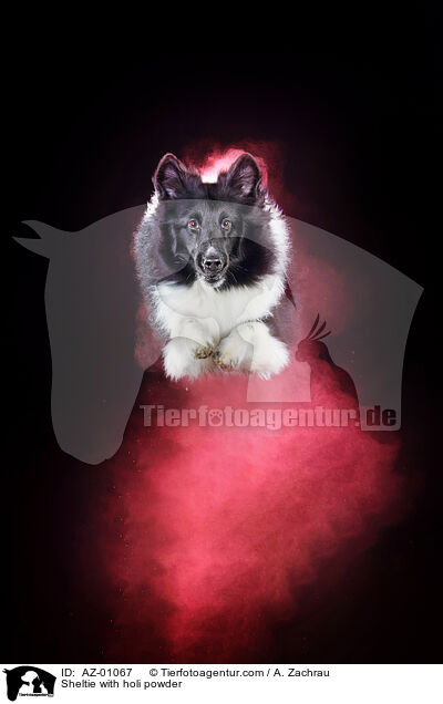 Sheltie mit Holi Pulver / Sheltie with holi powder / AZ-01067