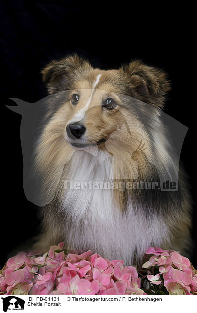 Sheltie Portrait / Sheltie Portrait / PB-01131