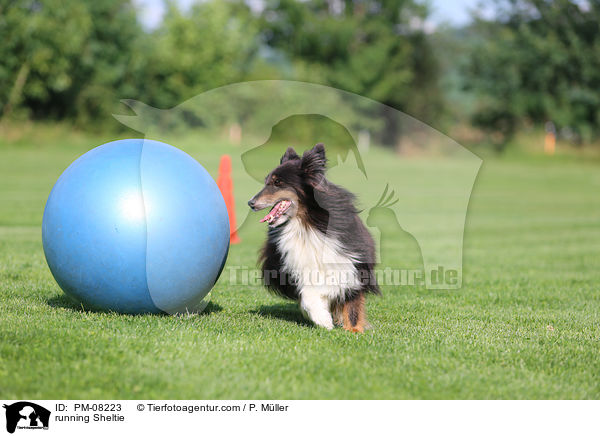 rennender Sheltie / running Sheltie / PM-08223