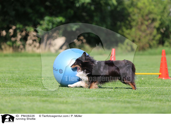 rennender Sheltie / running Sheltie / PM-08226